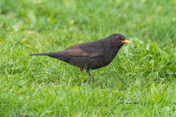 Blackbird on the grass