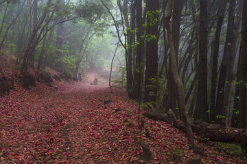 Forest on the island of Tenerife, nature and hiking