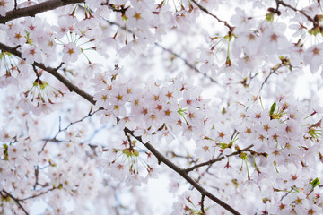 Beautiful cherry blossom sakura in Japan