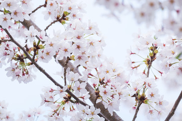 Beautiful cherry blossom sakura in Japan