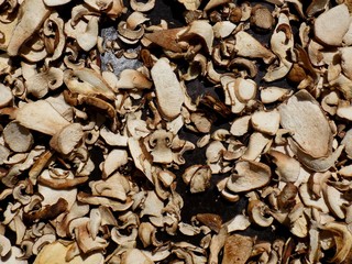 Dried mushroom
