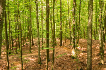 Fototapeta premium Laubbäume Wald Landschaft Natur
