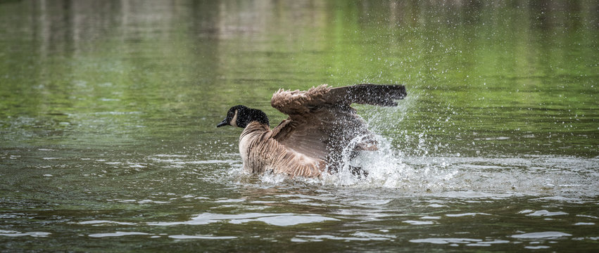 Canada goose loves splashing, thrashing, bathing and frolicking with enthusiasm in the waters of the Ottawa River.