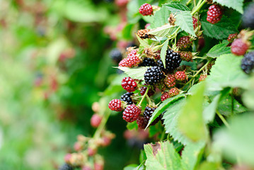 blackberries ripening and mature in a garden