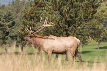 Fototapeta premium Bull Elk in Rut