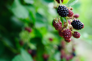 blackberries ripening and mature in a garden
