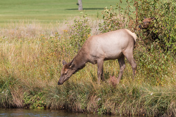 Fototapeta premium Cow Elk