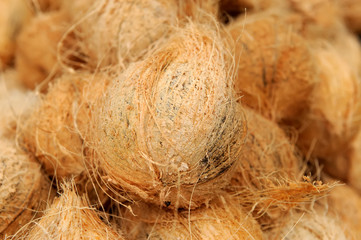 Many old brown coconuts