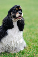 American Cocker Spaniel dog