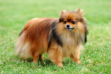 Brown Pomeranian dog