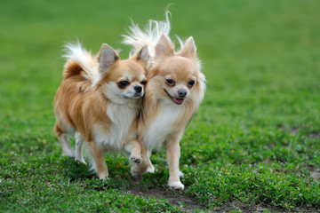 Two Longhair Chihuahua dog