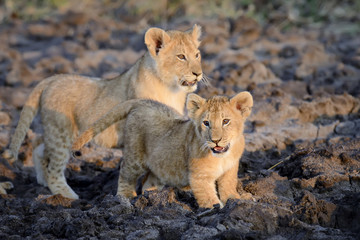 Plakat African lion cub