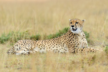 Cheetah on savannah in Africa