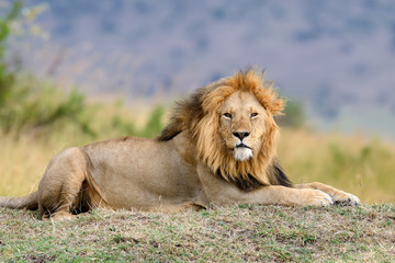 Plakat African lion in the Park South Africa