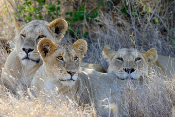 African lion in the Park South Africa
