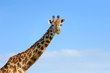 Giraffe on savannah in Africa
