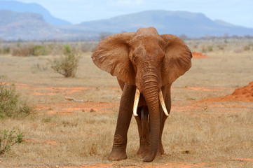 Naklejka premium Elephant on savannah in Africa