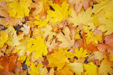Naklejka na ściany i meble Background from autumn leaves. Fallen leaves background.