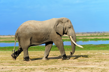 Fototapeta premium Elephant on savannah in Africa