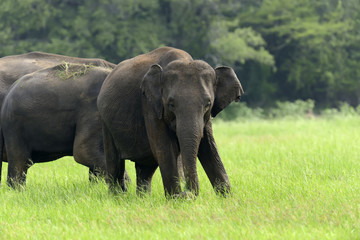 Obraz premium Elephants