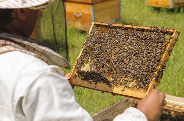Beekeeper holding frame of honeycomb with bees