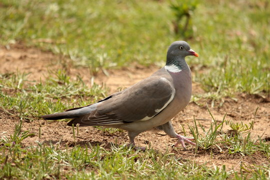 Palombe