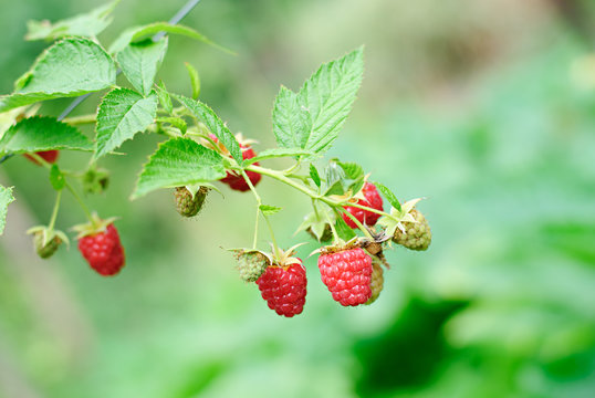 raspberries ripening and mature in a garden
