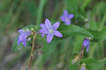 Fleurs violettes 