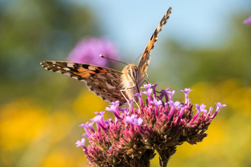 Distelfalter auf einer rosa-violetten Blume mit gelben Blumen im Hintergrund