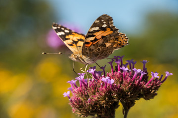 Distelfalter auf einer rosa-violetten Blume mit gelben Blumen im Hintergrund