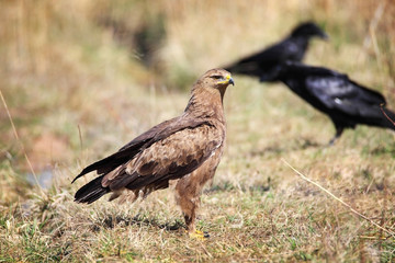 lesser spotted eagle