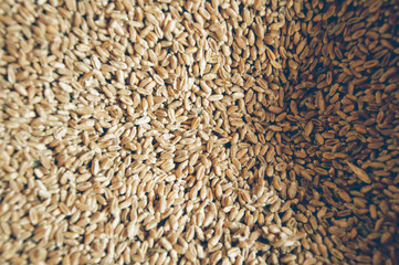 a lot of wheat grains