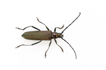 Beetle in Studio