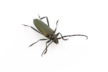 Beetle in Studio