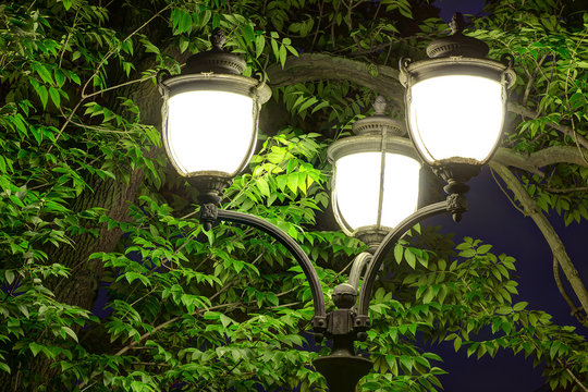 Night street light on the background of tree foliage.