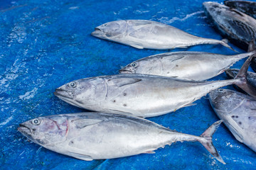 fresh tuna
