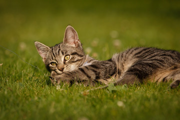 Tigerkätzchen
