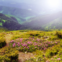 Fototapeta na wymiar Mountain landscape with blossom field of rhododendrons. Carpathians.