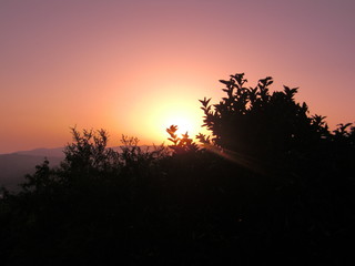 Sonnenuntergang hinter Baum