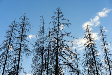 Silhouettes of dry trees