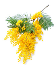 Twig of mimosa flowers