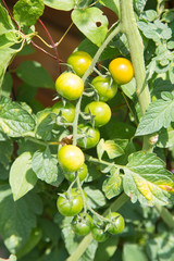 grüne, gelbe und rote Kirschtomaten im Beet