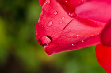 Water Droplet Resting on the Gentle Petal of the Delicate Rose