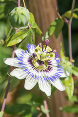 wunderschöne blaue Passionsblume in Vollblüte