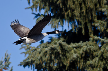 Canada Goose Flying Past an Evergreen Tree