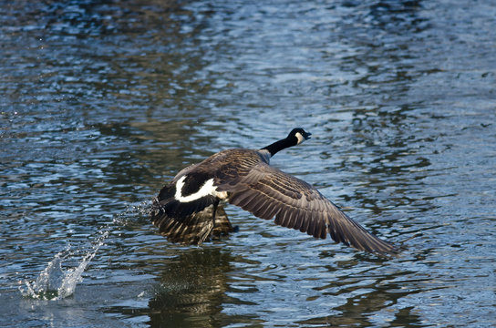 Canada Goose Flying Low Over the Water