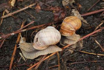 close photo of two edible snails going across some sear twigs and plants on the ground