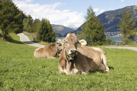 kuh auf der weide