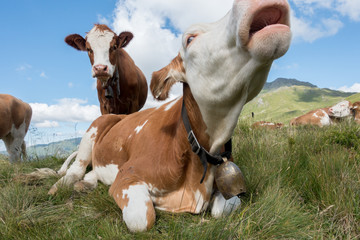 liegende br&uuml;llende Almkuh auf einer Almwiese