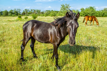 Foal on pastures, country summer landscape